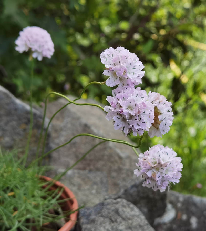 Armeria alpina photo